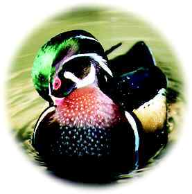 Hockhocking Adena Bikeway-Wood duck