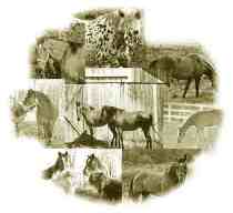 Happy Trails Horseback Rides in Hocking Hills Ohio